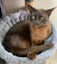 Burmese female cat free Carousel 2