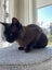 Burmese female cat free Carousel 3