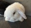 Minilop Rabbits Carousel 2