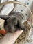 **Trained Mini Lop Bunny Rabbits & Care Package** Carousel 4