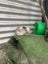 Mini lop bunnies Carousel 6