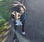 Sox (Ellie's Canine Rescue & Rehome) Carousel 2