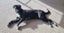 Sox (Ellie's Canine Rescue & Rehome) Carousel 1
