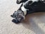 Sox (Ellie's Canine Rescue & Rehome) Carousel 3
