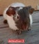 Guinea pigs Carousel 4