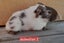 Guinea pigs Carousel 5