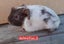 Guinea pigs Carousel 6