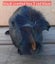 Guinea pigs Carousel 7
