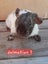 Guinea pigs Carousel 9