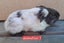 Guinea pigs Carousel 10