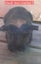 Guinea pigs Carousel 11