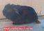 Guinea pigs Carousel 12