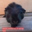 Guinea pigs Carousel 13