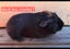 Guinea pigs Carousel 15