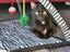 CAT RESCUE CHRISTCHURCH - Ready for Adoption - Lex Luther Carousel 2