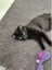 CAT RESCUE CHRISTCHURCH - Ready for Adoption - Lex Luther Carousel 4