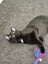 CAT RESCUE CHRISTCHURCH - Ready for Adoption - Lex Luther Carousel 5