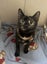 LONELY MIAOW CAT - AUTUMN Carousel 1
