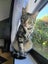 Rescue Cat Robin Carousel 2