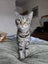 Rescue Cat Robin Carousel 1