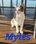 Rescue kitten Myles Carousel 1