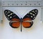Real Butterfly: Heliconius hecale, Peru!! Carousel 2