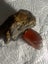 2 LUMPS VINTAGE KAURI GUM TOTAL WEIGHT 76gms Carousel 5