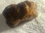 2 LUMPS VINTAGE KAURI GUM TOTAL WEIGHT 76gms Carousel 8