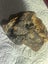 2 LUMPS VINTAGE KAURI GUM TOTAL WEIGHT 76gms Carousel 10