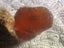 2 LUMPS VINTAGE KAURI GUM TOTAL WEIGHT 76gms Carousel 11