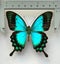 Real Butterfly: Papilio lorquinianus, Indonesia!! Stunning!! Carousel 2