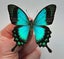 Real Butterfly: Papilio lorquinianus, Indonesia!! Stunning!! Carousel 1