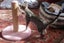 HUMANE SOCIETY RESCUE KITTENS Carousel 2