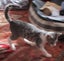HUMANE SOCIETY RESCUE KITTENS Carousel 3
