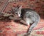 HUMANE SOCIETY RESCUE KITTENS Carousel 4