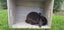 Pure Bred Mini Lop Kits Carousel 2
