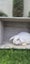 Pure Bred Mini Lop Kits Carousel 3