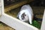 Pure Bred Mini Lop Kits Carousel 5