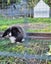 Pure Bred Mini Lop Kits Carousel 6