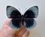 Real Butterfly: Agrias beatifica, FEMALE, Peru!! Rarely offered!! Carousel 1