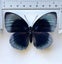 Real Butterfly: Agrias beatifica, FEMALE, Peru!! Rarely offered!! Carousel 2