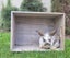 Pure Breed Mini Lop Kits Carousel 1