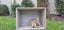 Pure Breed Mini Lop Kits Carousel 2