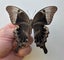 Real Butterfly: Papilio peranthus, Indonesia!! Stunning!! Carousel 3