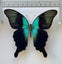 Real Butterfly: Papilio peranthus, Indonesia!! Stunning!! Carousel 1