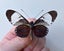 Real Butterfly: Heliconius cydno!! Costa Rica!! WOW!! Carousel 3