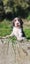 Springer Spaniel Puppies. Carousel 6