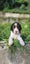 Springer Spaniel Puppies. Carousel 14