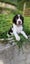 Springer Spaniel Puppies. Carousel 2