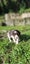 Springer Spaniel Puppies. Carousel 8